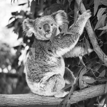 Picture of Koala in a eucalyptus tree Black and White